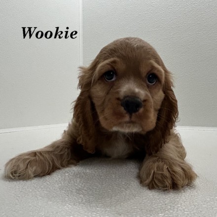 puppy, for, sale, Cocker Spaniel, Joe & Cherri  Overlease, dog, breeder, Miller, MO, dog-breeder, puppy-for-sale, forsale, nearby, find, puppyfind, locator, puppylocator, aca